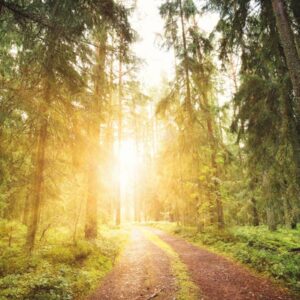 Un sentier en forêt