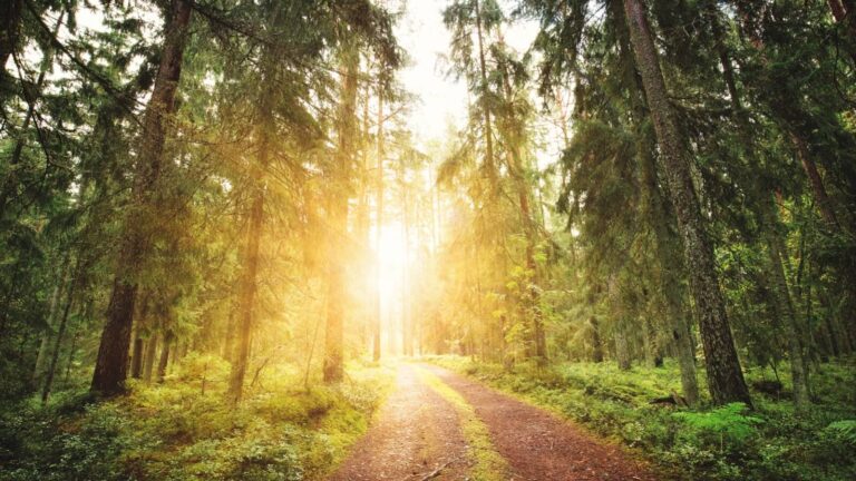 Un sentier en forêt